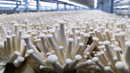 商洛商州:食用菌產業走出鄉村振興&ldquo;致富路&rdquo;