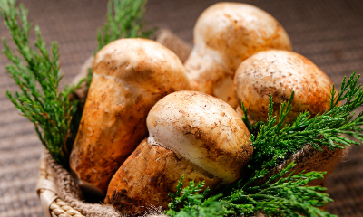 富硒食用菌粉成為保持人體健康的高效農產品