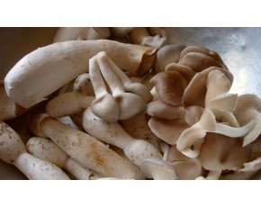 秀珍菇 菌種_菌種_菌需物資_產品庫_中國食用菌商務網