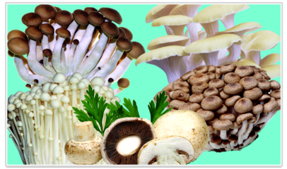 食用菌的速度冷藏