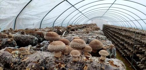 有了這位村支書,昔日&ldquo;沙灘窩&rdquo;變身&ldquo;金銀窩&rdquo;