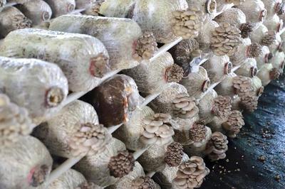 桐梓馬鬃:食用菌撐起鄉村振興"致富傘"