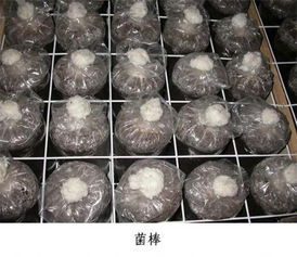 杏鮑菇用的鐵絲網 價格 4.5元 平米