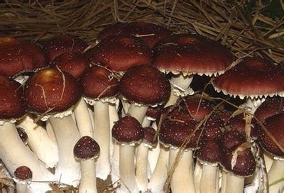 請教這是什么食用菌?