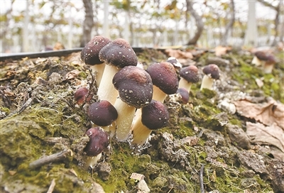 寧波葡萄藤下結出食用菌&ldquo;新秀&rdquo;