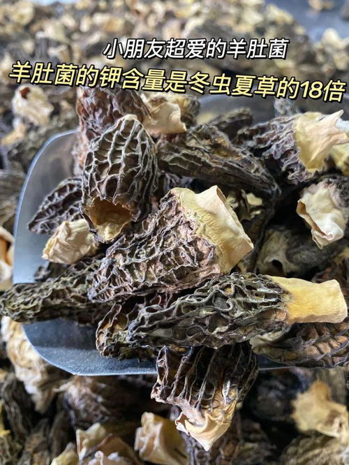 營養價值超高的珍稀食用菌品種 僅39.9秒殺一大袋