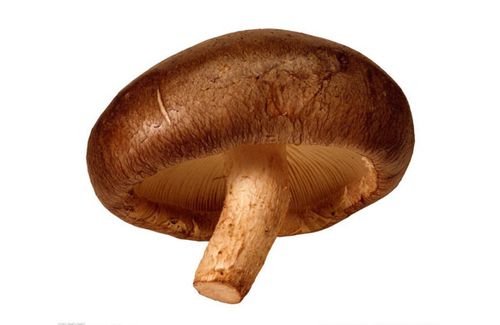 香菇,熱銷產品,湖南長沙縣福翔食用菌