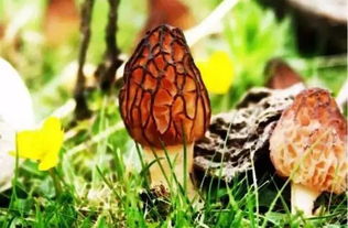 食用菌 癌癥的克星