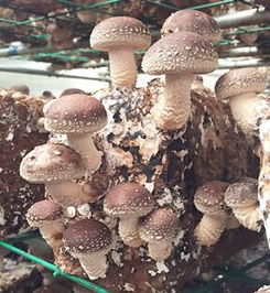 什么農作物好種 食用菌種殖快