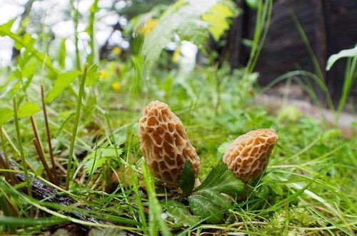 這種蘑菇, 被譽為 食用菌之王 , 是世界四大珍貴食用菌之一