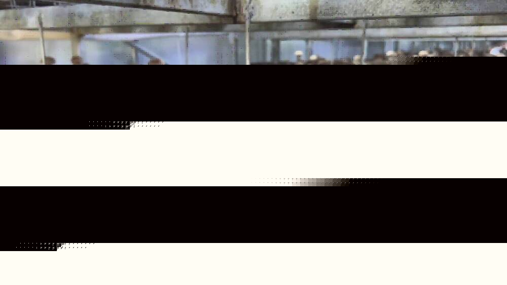 山東人種香菇是認真的!年產2000萬棒的香菇菌棒智慧工廠就在淄博