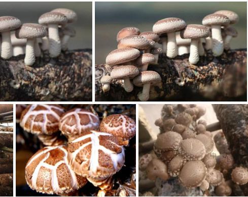 農村戶口要發了 北京剛剛正式宣布