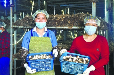 灌南縣堅持&ldquo;科技興菌&rdquo;戰略