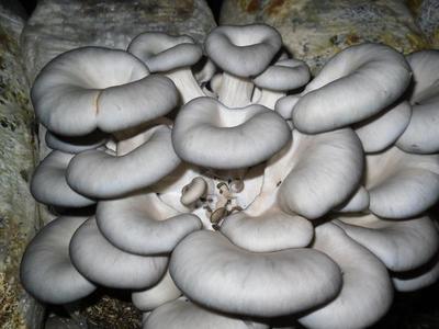 平菇是一種食用菌,在種植過程中,這些注意事項缺一不可!