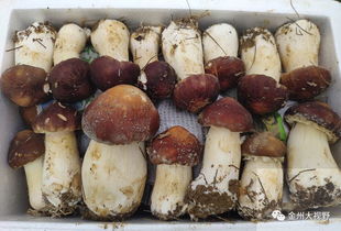 與 菌 有約 160余家企業齊聚安龍,食用菌成果展示會 吸金又吸睛