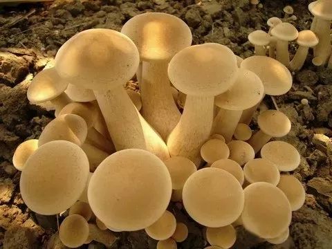 改革開放四十年丨企業年產4000多噸金針菇 龍泉這位企業家被稱為 金針菇王