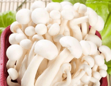 白玉菇的大圖大全!白玉菇的高清大圖欣賞! - 四季植物網