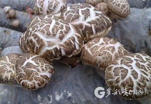 多彩貴州網 黔西南頻道