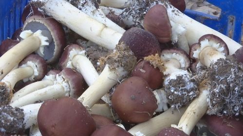媲美松茸的食用菌 新秀 定海試種成功啦 價格很親民