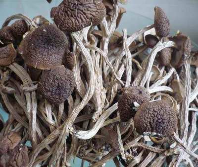 那些最好吃的食用菌吃不完怎么辦?干制保存啊,這有方法的呢