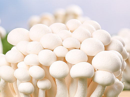 新鮮白玉菇拍攝 詳情頁設計 | 美食產品拍攝