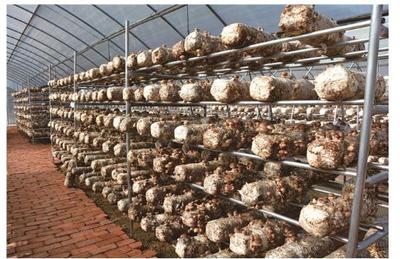 大企業的大擔當,像抓茅臺發展一樣抓道真幫扶