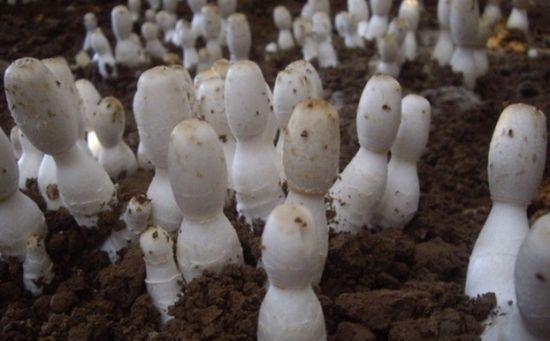 食用菌巧施營養的方法,想賺錢的菇農不能不知