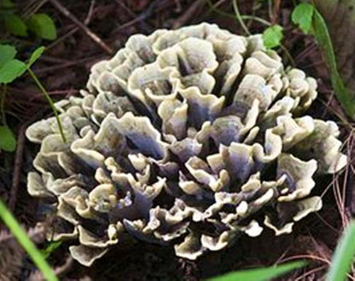 干巴菌,野生食用菌中的黑馬王子