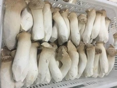 貴州貴旺生物科技