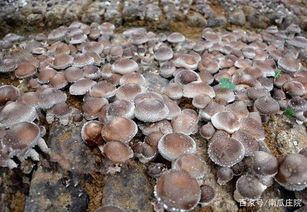 掌握好食用菌菌種的質量標準與檢驗方法,品質和產量有希望了