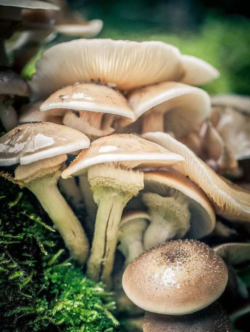 技術 這波毛利最高的食用菌制作技法你想錯過