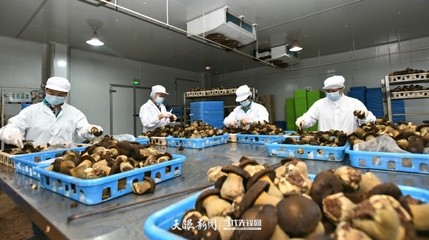 &ldquo;四新&rdquo;&ldquo;四化&rdquo;鏡距離|8年投入2.2億元研發!這家企業首創工廠化栽培黑牛肝菌