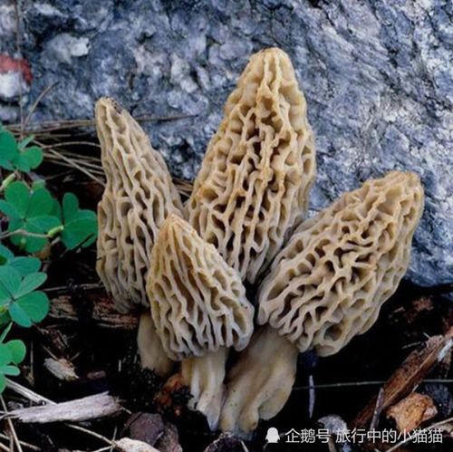 云南很有名的一種野生菌,外形酷似動物內臟,香味獨特藥食兩用