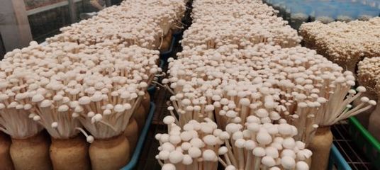 &ldquo;菌&rdquo;臨天下!現代菌物示范區點亮農業創新之光