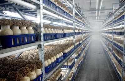 韶關曲江:打造大灣區優質食用菌基地