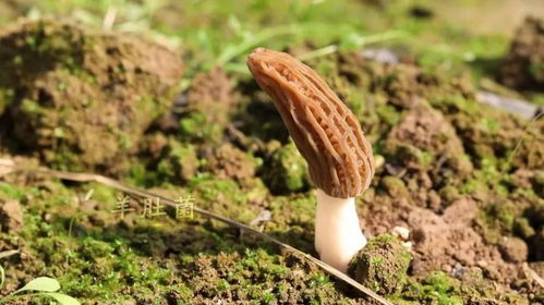 勞模風采丨周晴晴 做強食用菌產業 帶領群眾共同致富