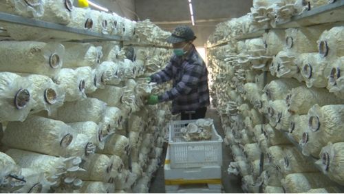 赤峰市元寶山區人民政府