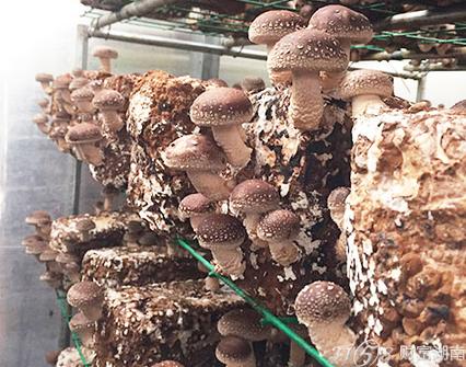 中盛永基加盟成功案利分析