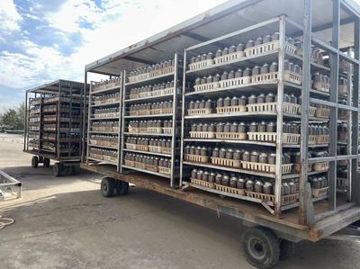 連云港灌南:食用菌全產業鏈 為鄉村振興蓄能