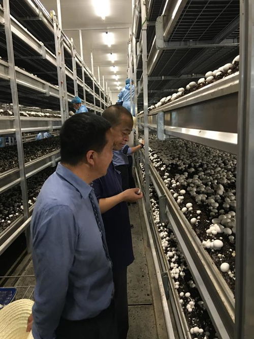 食品安全重于泰山 楊勇萍 愿為中國食用菌業傾盡所有