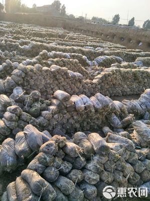 食用菌渣 食用菌 菌渣 有機肥