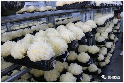 贊 中央 省 市主流媒體采訪團來魏集中采訪 一幫一 結對幫扶工作