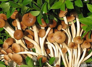 如何建立食用菌工廠 創業搶先看