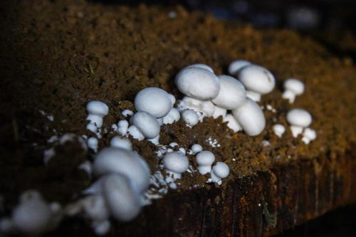 雙孢菇撐起 致富傘 ,革命老區招商引資忙