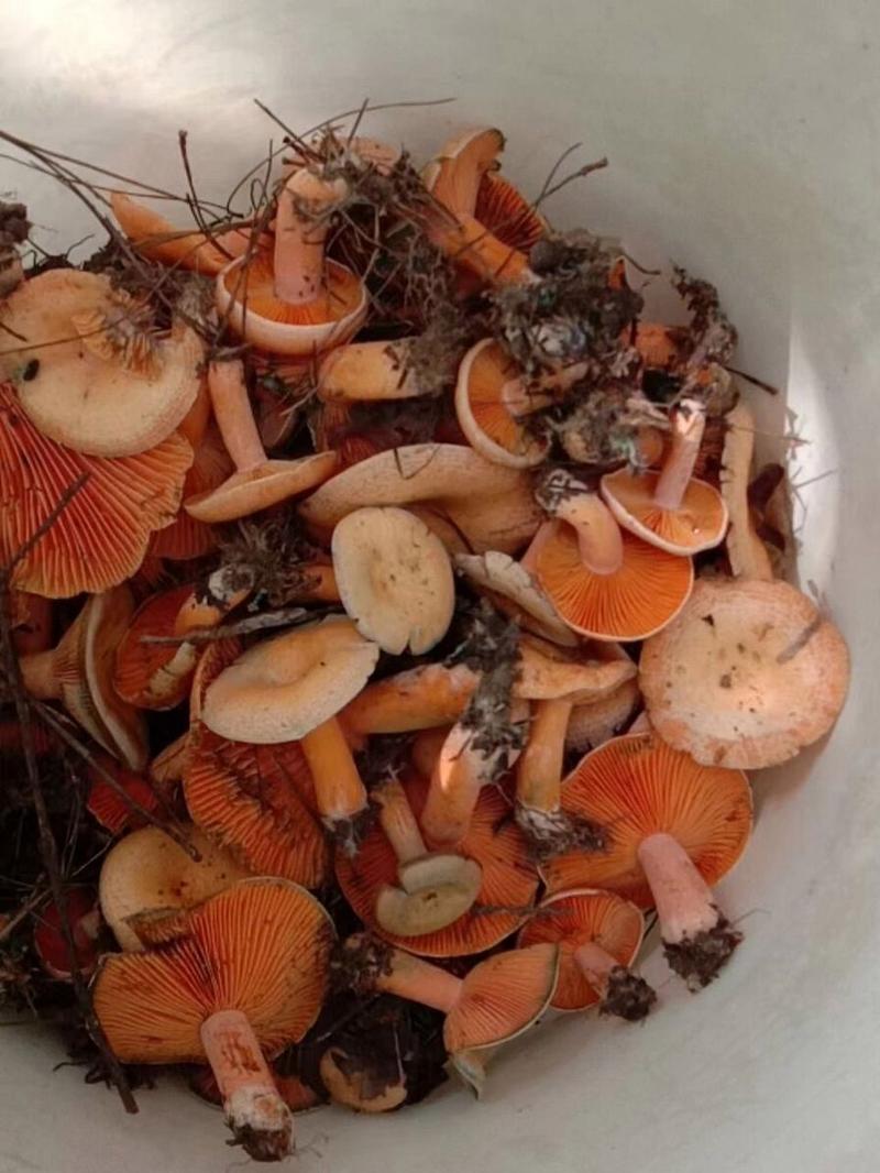 樅菌：美味與珍稀的野生食用菌