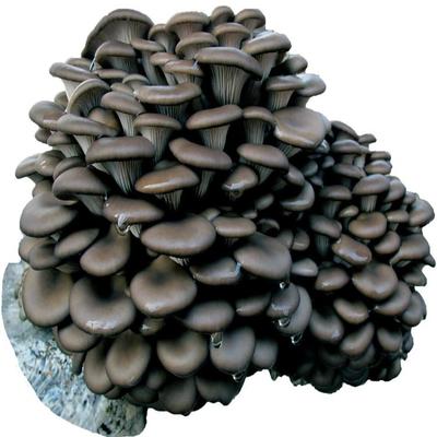 平菇菌種與食用菌培育技術詳解