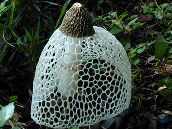 竹蓀——食用菌中的皇后