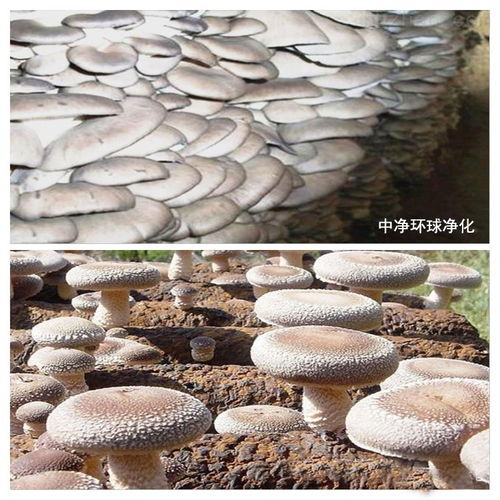 長沙食用菌接種車間與無菌室凈化車間工程項目解析