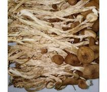 食用菌產品庫 營養與美味的天然寶庫