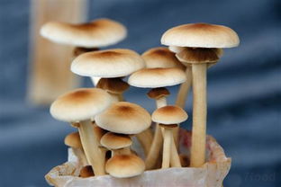 食用菌不僅美味，還有這么強大的功效